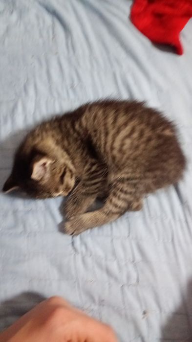 Pui de pisică de 3 săptămâni