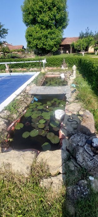 Продавам водни лилии и растения.