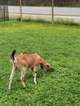 Capra anglo nubian