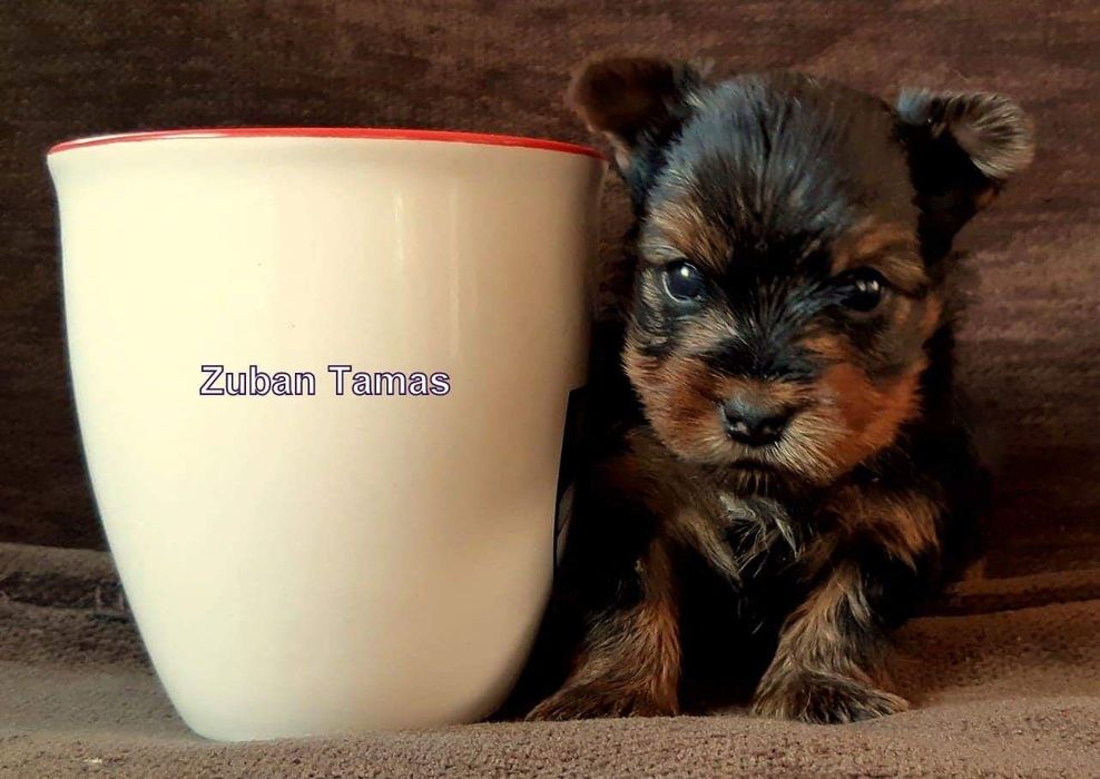 Vand catel Yorkshire terrier!