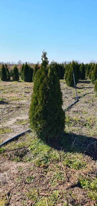 Leylandi chiparos tuia smarald