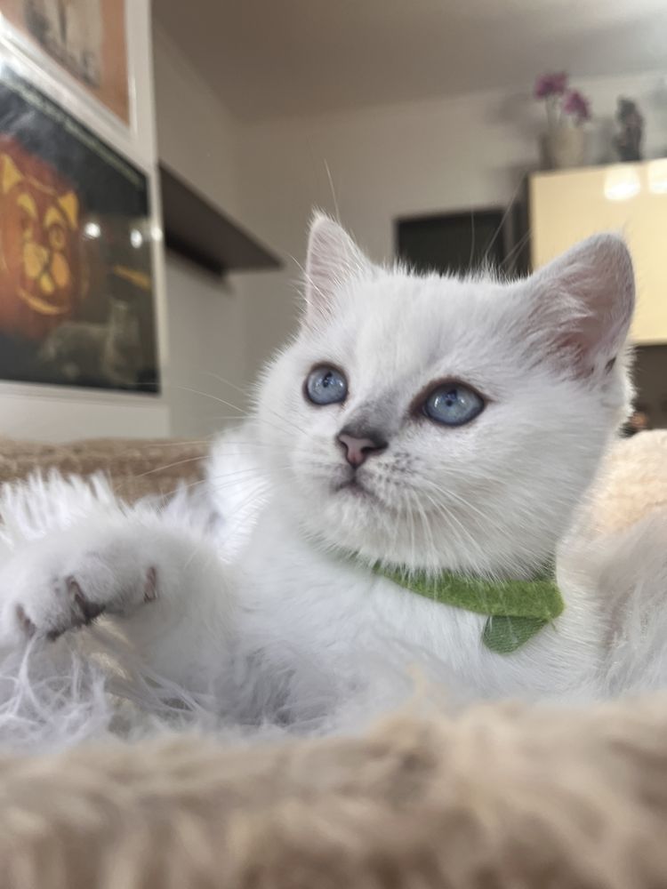 British shorthair shadedpoint