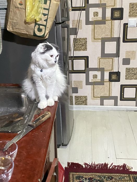 Mushuk poroda sotiladi