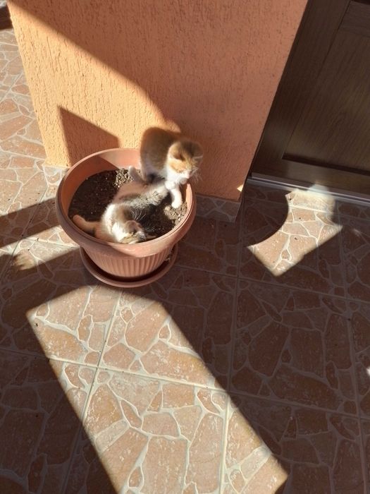 Donez doi pui de pisica