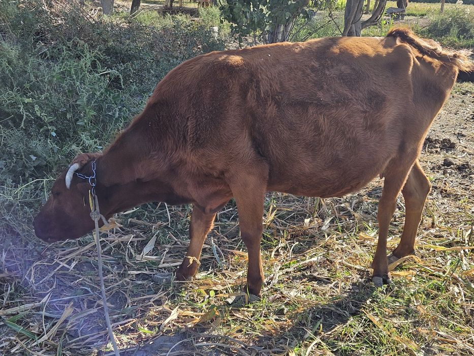 Ona bola sigir sotiladi Qornida yana bolasi bor