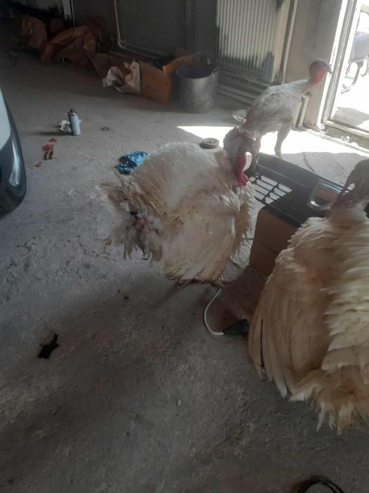 Vând Curcanii de carne