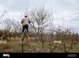 Toaletat copaci , gropi pomi , stâlpi , defrișat teren