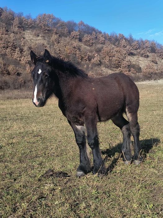 Herghelia Miclea vinde manz belgian de 6 luni