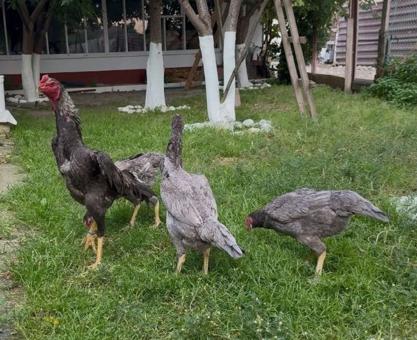 Зотли хурозларди тухумга заказ оламиз