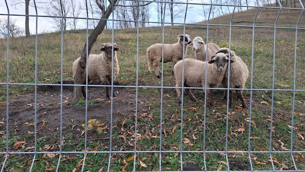 Vând miei, carcasa și în viu!