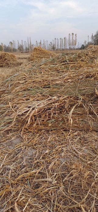 Станция Найман кол