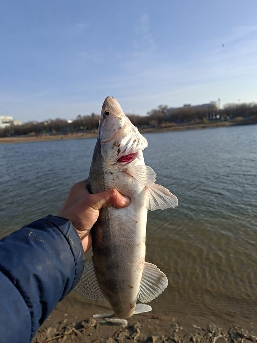 Судак замарозка филе