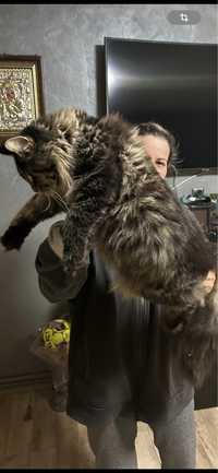 Vand mascul maine coon