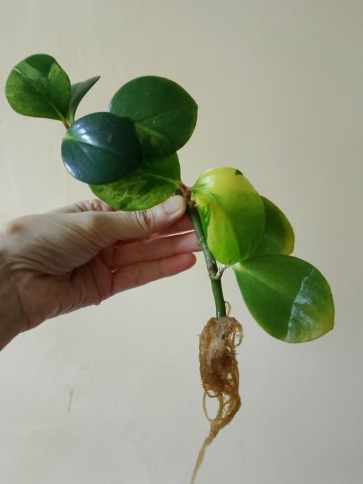 Пеперомия туполистная