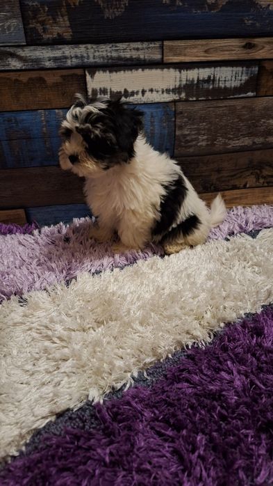 Бийвър йоркширски териер