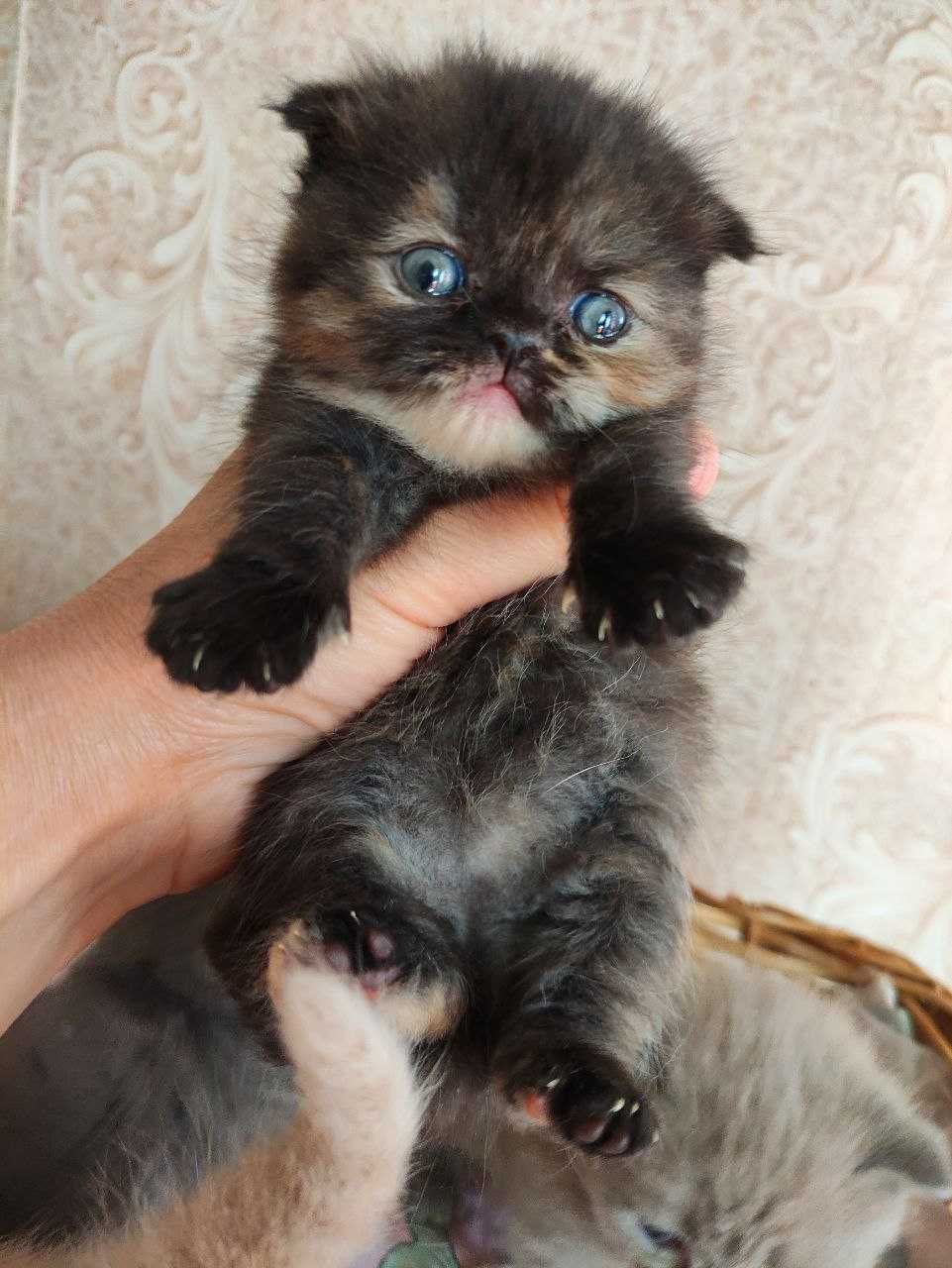 Продаются  шикарные шотландские котята.