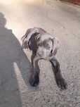 Femela cane corso