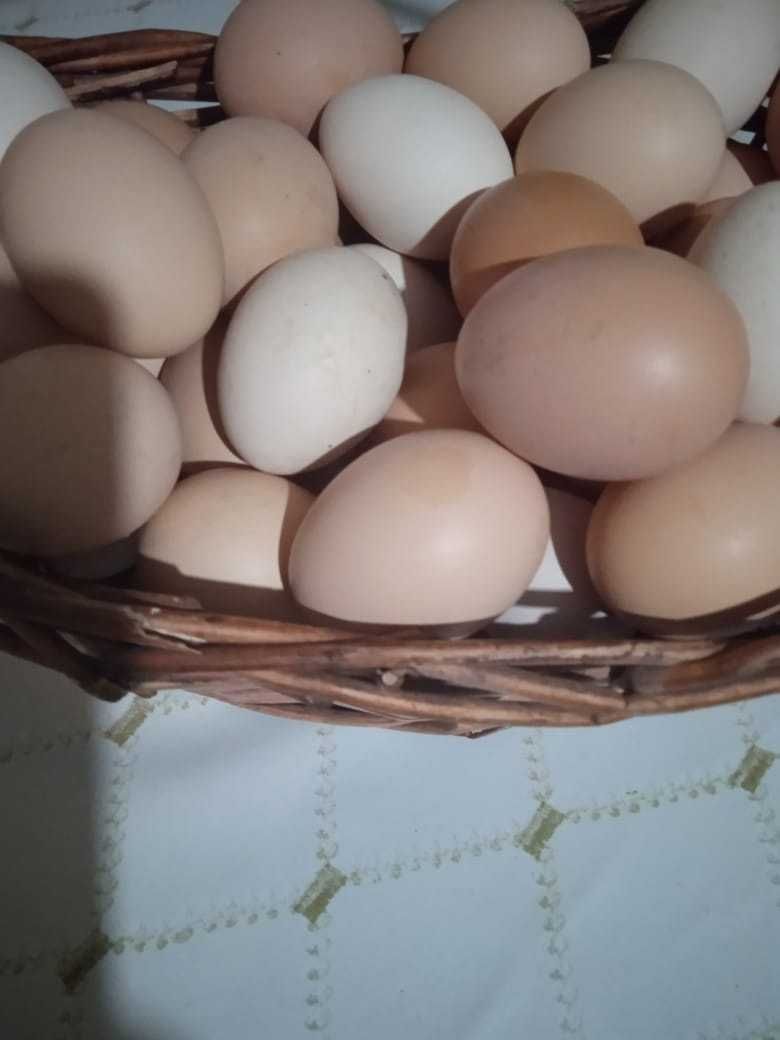 Продам домашний яйца
