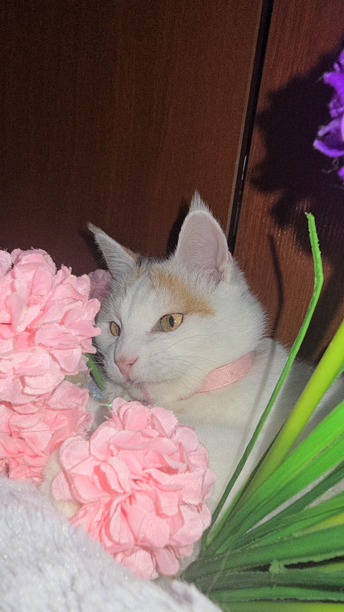 Снежана солнышко