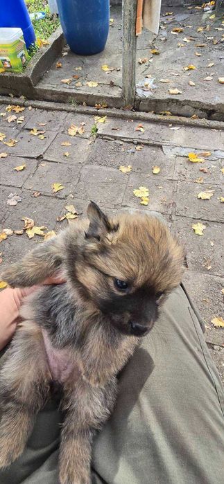 Подарявам 4 бр малки кученца