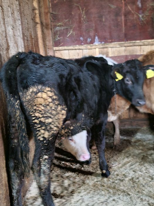 Vitica de 5 luni mhncacioasa buna de tinut