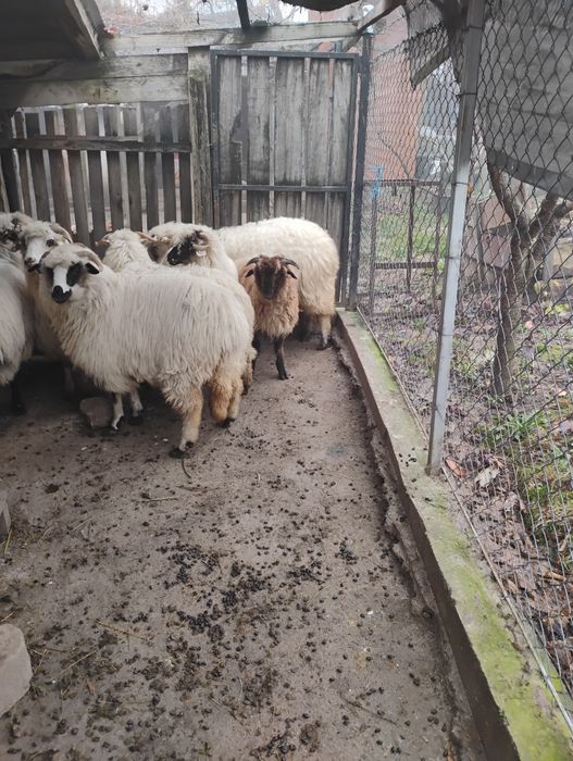 Vînt oii gestante turcane