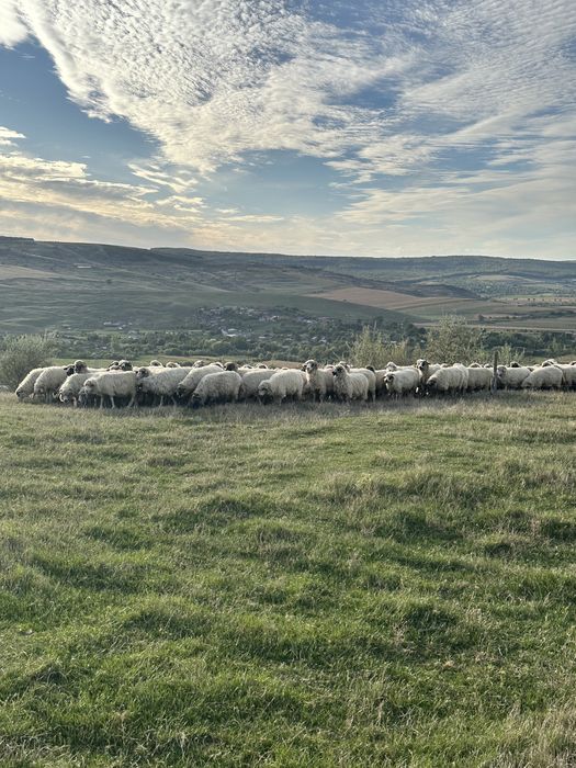 Vand 150 de oi din rasa turcana