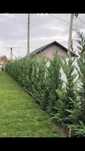 Vindem Plante ornamentale/arbori ornamentali