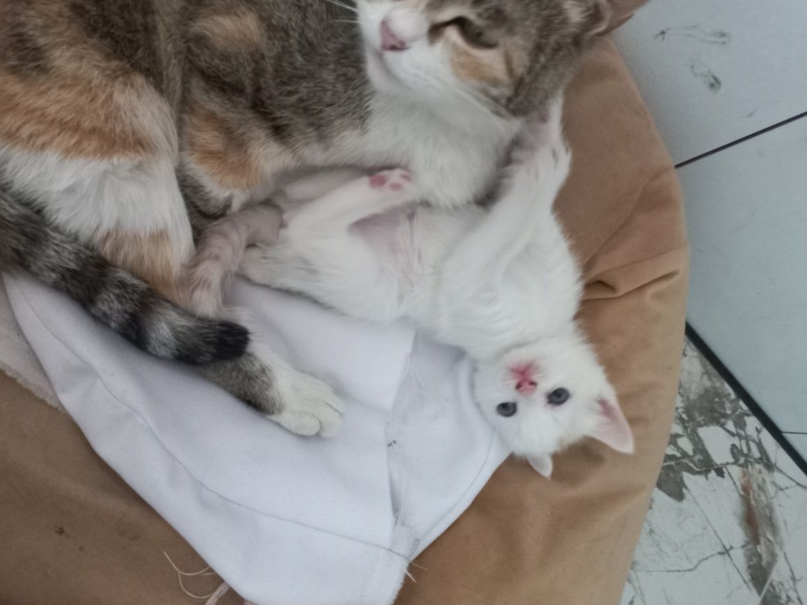 Продам котят 2 месяца