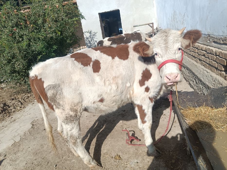 Smental Australia ginojin sotiladi 1 oylik bugoz