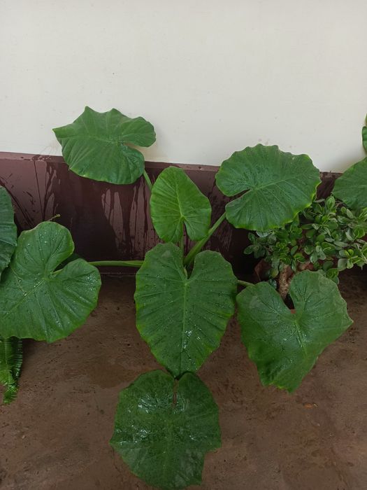 Хона гуллари сотилади