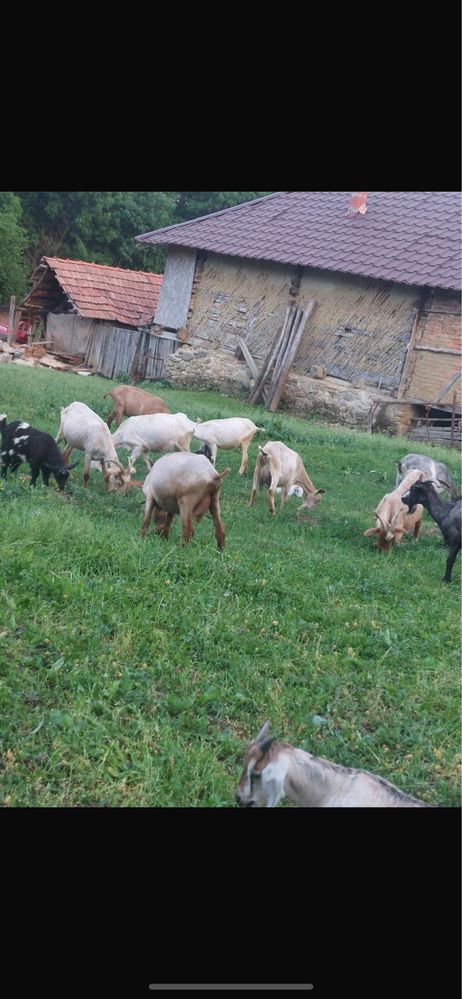 Vand turma de capre