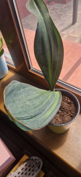 Сансеверия Масониана