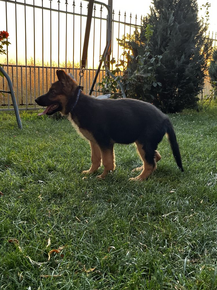 Ciobănesc german