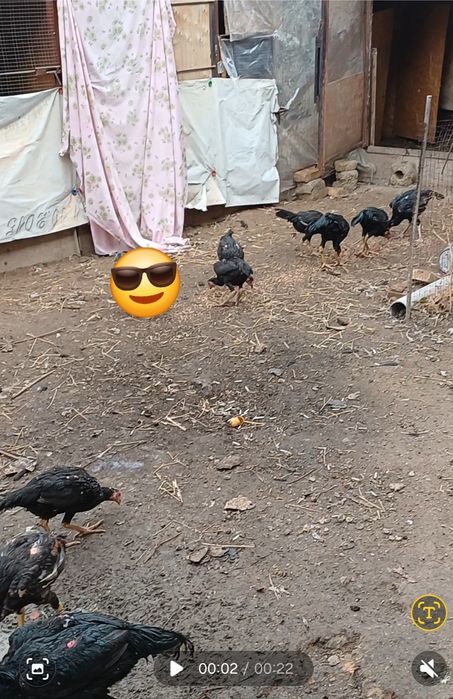 Дакан кораздар 6 штук