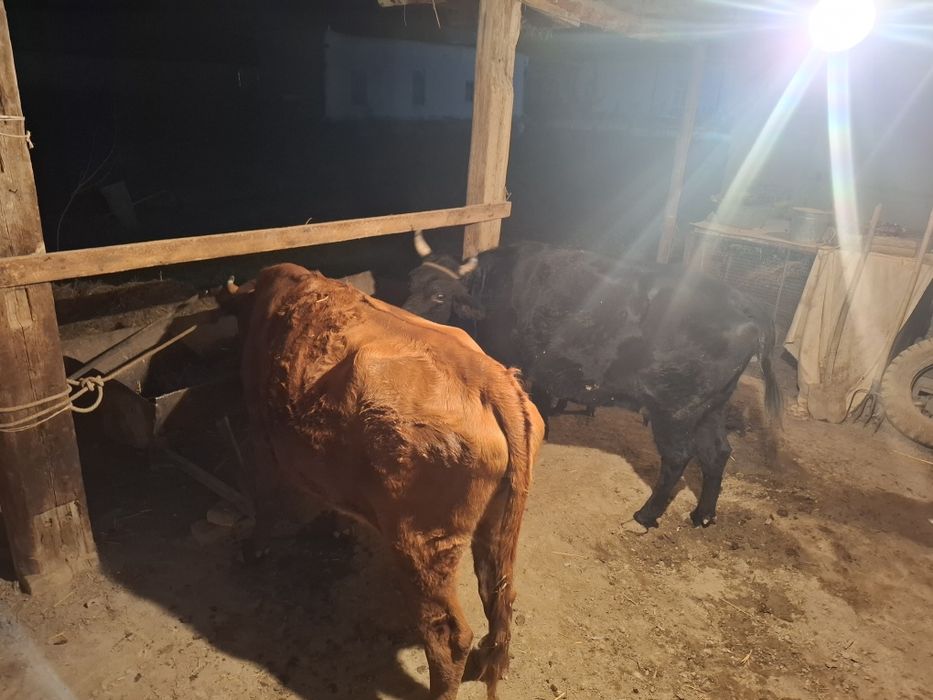 Бугоз, она бола, Кора моллар сотилади йеб ичишига гарантия