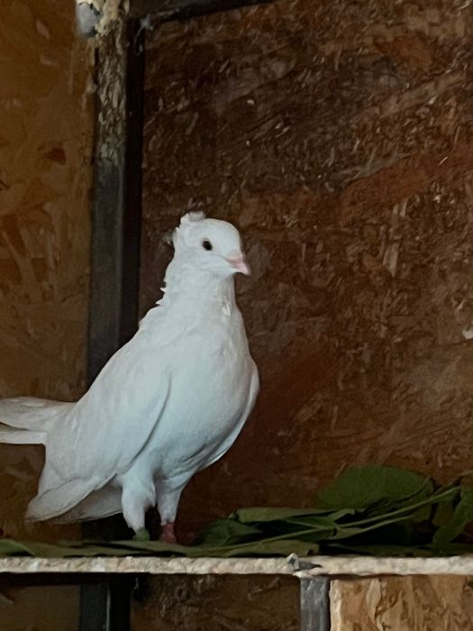Zburători de Belgrad de vânzare