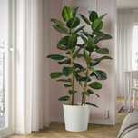 Vand ficus superb .
