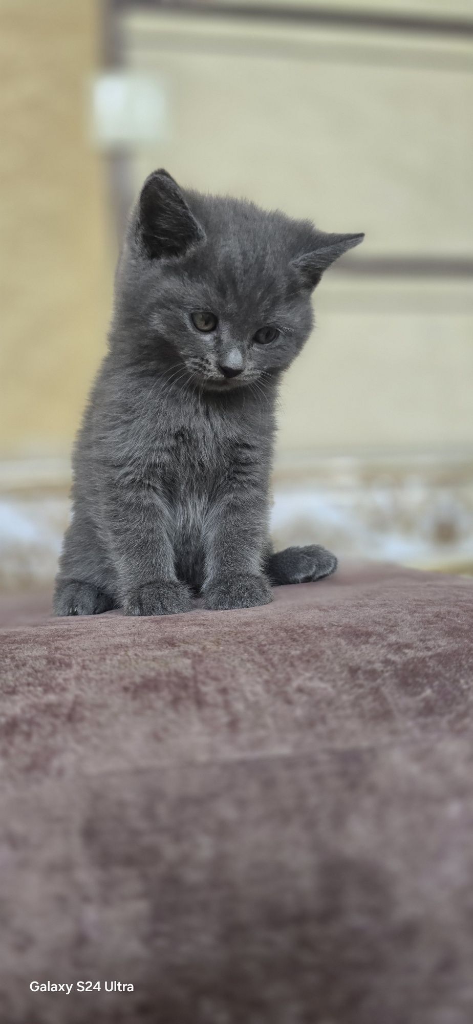 Красивые котята 2 месяца