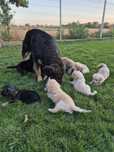Catei spre adoptie
