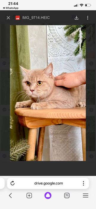 Шикарный кот в лучшую семью