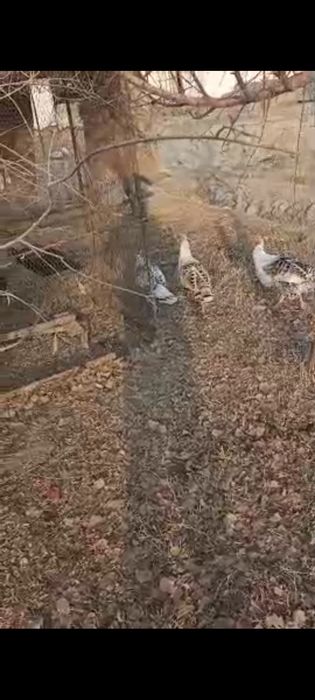 Moda kurkalar sotiladi