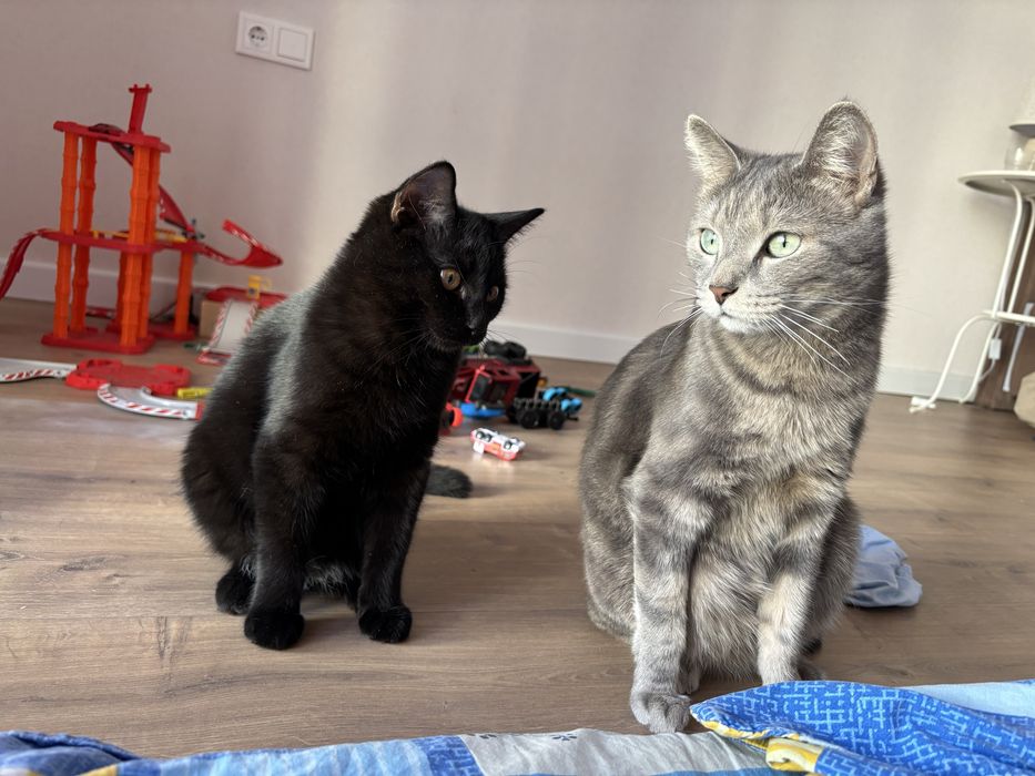 2 кота отдаем в хорошие руки