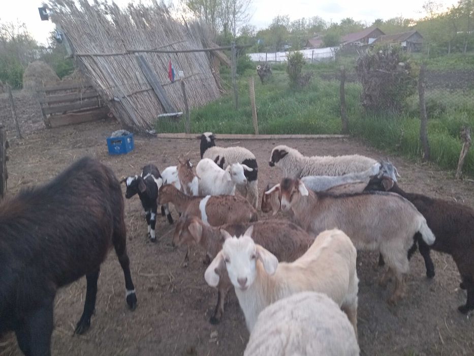 Vând mielute si berbecuți oacesi si brezi dar si iezi