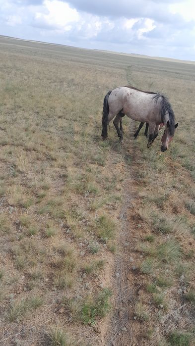 Жылқы  сатылады семіз