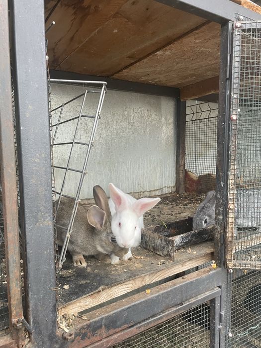 Vand hycole o femela 2 masculi