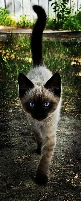 сиамская порода 5 месяц