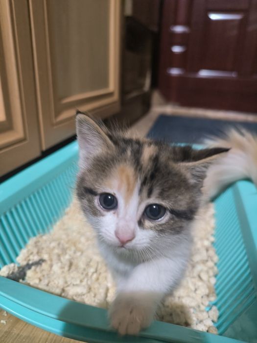 Котята бесплатно г.Шу