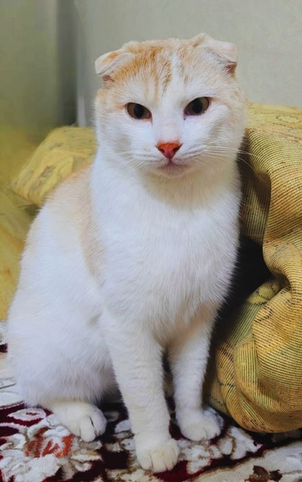 Кот ответственным людям