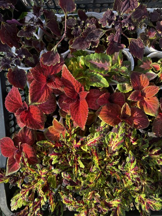 Колеус черенки укорененные